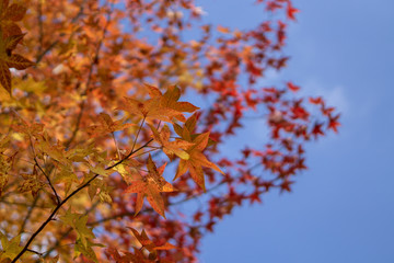 Beautiful background of seasonal colorful trees with copy space blue sky in autumn style at Yufuin. Oita, kyushu, Japan