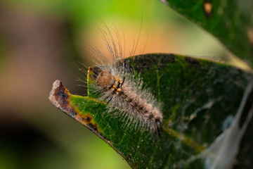 Shaggy caterpillar on leaf in india