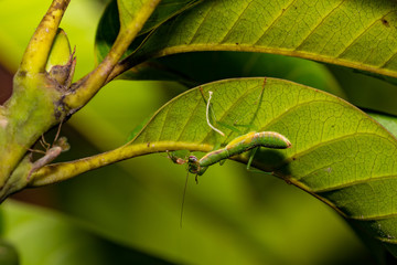 Green mantis on leaf in india