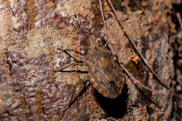 Masked insect on tree bark in India