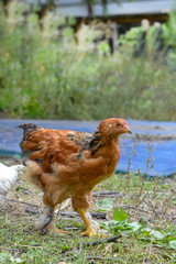 chicken, village, bird, fly