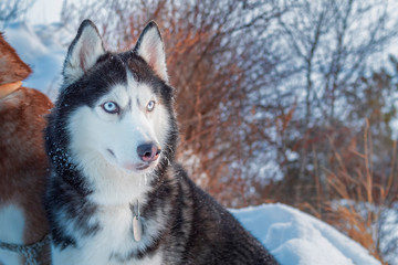 Dog sit on snowy cliff above coast winter river. Portrait Siberian husky dog with blue eyes, black and white coat color. White landscape