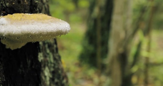 Berezinsky Biosphere Reserve, Belarus. Polypore Fungus On Tree Trunk In Autumn Rainy Day. Polypores Are Also Called Bracket Fungi, And Their Woody Fruiting Bodies Are Called Conks