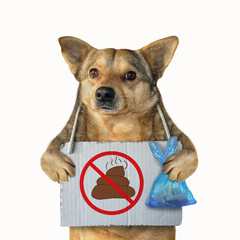 The mongrel dog with a plastic bag and a poster no dog pooping hanging around its neck. Isolated....
