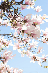 Beautiful magnolia flowers. Blooming magnolia tree in the spring, blue sky