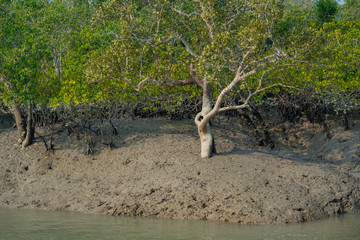 Large mangrove on the mud coast at Sundarbans in India