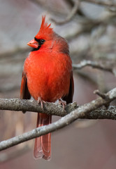 Northern Cardinal in Winter