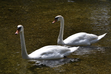 swans on the lake