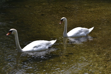 swans on lake