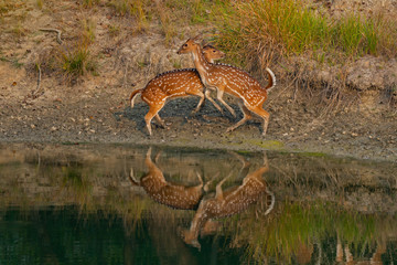 The brawl of two deer and their reflection in the water in Sundarbans in India