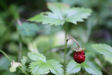 close up photo of a wild strawberry bush