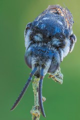 The extreme close up of bee macro photography