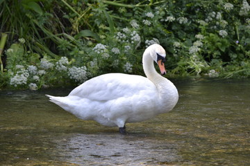 white swan