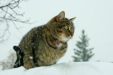 young cat sitting on a snowdrift on the background of a Christmas tree in the winter in the snowfall