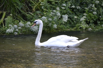 swan on lake