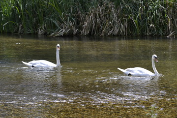 swan on lake