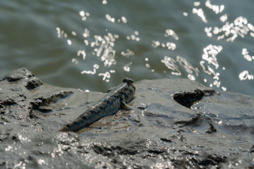 Mudskipper on the coast at Sundarban in India