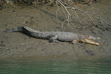 Crocodile near the fallen tree in Sundarbans in India