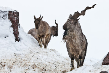 Mountain goats (Markhor) among the snow and rocky ledges against the white sky