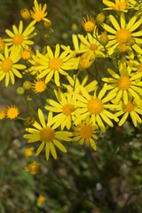 yellow flowers on green background of grass