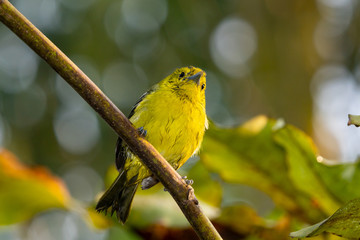 Yellow-green bird on a branch in India