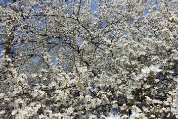 A lots of white flowers of Prunus cerasifera against blue sky