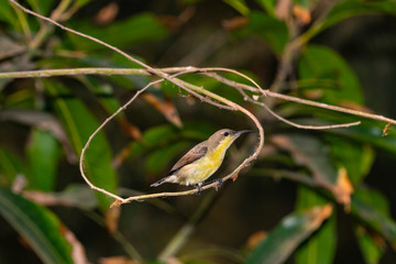 Sunbird on a branch in the shape of a loop of India