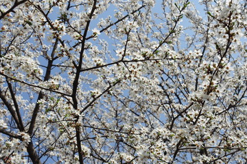 Black branches of Prunus cerasifera with white flowers against blue sky