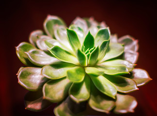 Echevenia, planta suntuosa