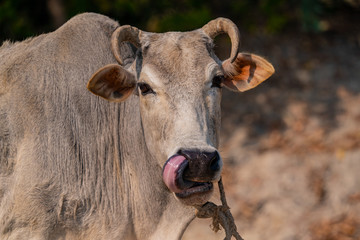 Cow with tongue in the nose