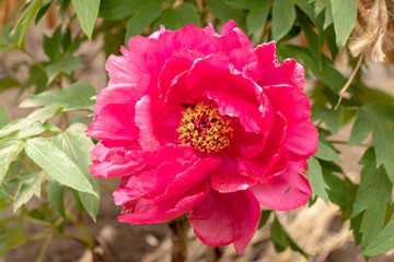 Peony flower, Ueno Taito-city, Tokyo, Japan