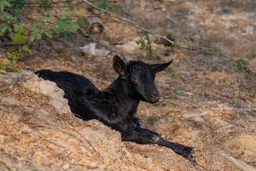 Black goat resting under the barbed acacia