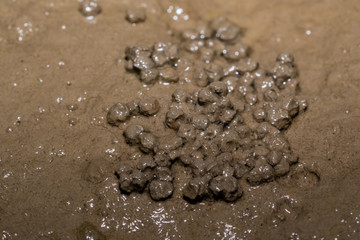 The brilliant clumps of mangrove mud