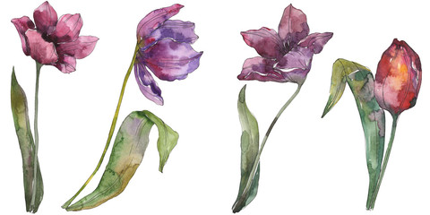 Purple tulip floral botanical flowers. Watercolor background illustration set. Isolated tulip illustration element.