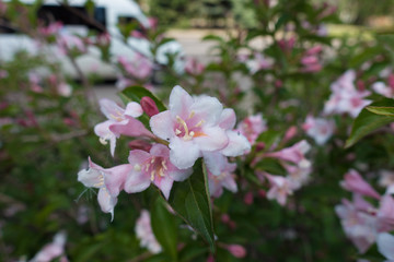 Delicate pink flowers of Weigela florida in spring