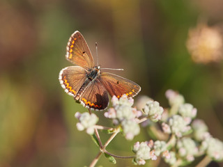 Southern Brown Argus butterfly (Aricia cramera) Sunbathing early in the morning near Almansa, Spain