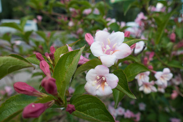Flowers and buds of Weigela florida in May