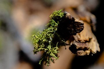 Nahaufname Moos im Sequoia Park, Kalifornien, USA