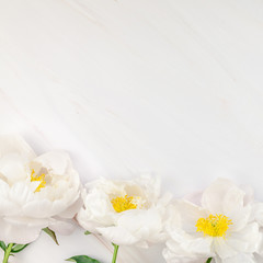 White peony flowers on marble background