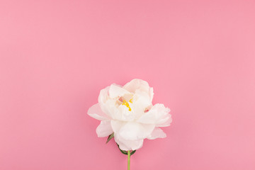 Blooming white peony flowers