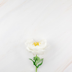 White peony flowers on marble background