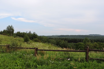 A view of a pine forest and a wooden fence © E-lona