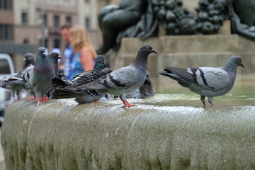 flock of pigeons