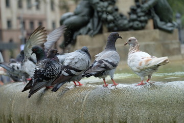 pigeons on the street standing playing water