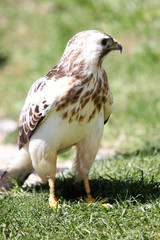 The birds of prey are an order of mostly carnivorous birds
