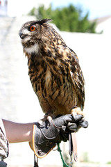 The birds of prey are an order of mostly carnivorous birds