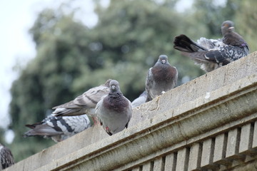 Fototapeta premium pigeons on the roof