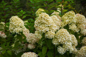 Beautiful Hydrangea flower. Latin name- Hydrangea arborescens.