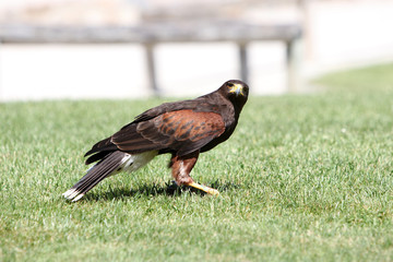 The birds of prey are an order of mostly carnivorous birds