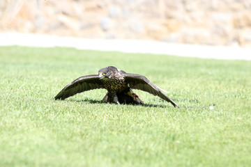 The birds of prey are an order of mostly carnivorous birds